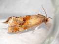 Gynnidomorpha permixtana